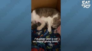 Mama Cat Does The Cutest Thing While She's In Labor | The Dodo Cat Crazy