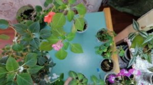 ?️БАЛЬЗАМИНЫ.?️ВАНЬКА МОКРЫЙ.?️Обрезка цветущих бальзаминов.?️Апрель 2021 г.?️