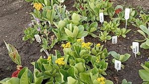 Аурикулы или ушковая примула . Моя коллекция .