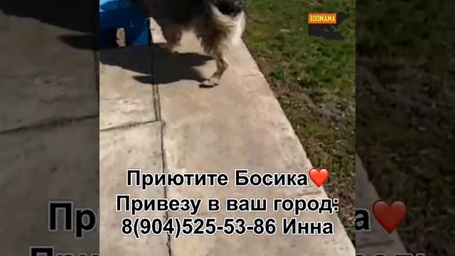 Бося - бездомный пёс учёный смотреть онлайн