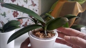 Почему не растут листья у орхидей// Как правильно поливать орхидеи во мху// И т.д//