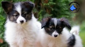 Папильон, Папийон, карликовый спаниель, характеристика породы, история, уход, все о породе