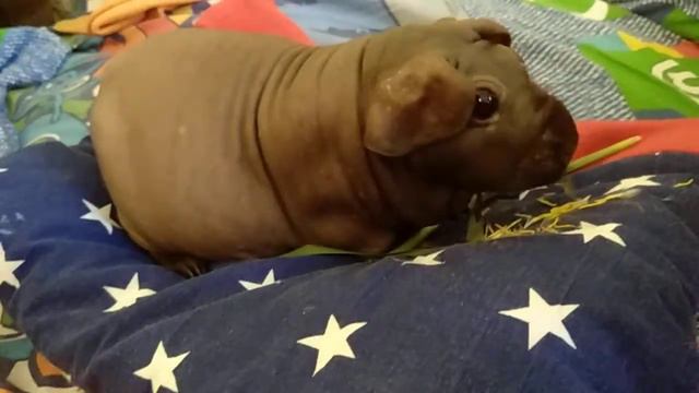 Морская свинка Скинни ест траву и передаёт привет! смотреть онлайн