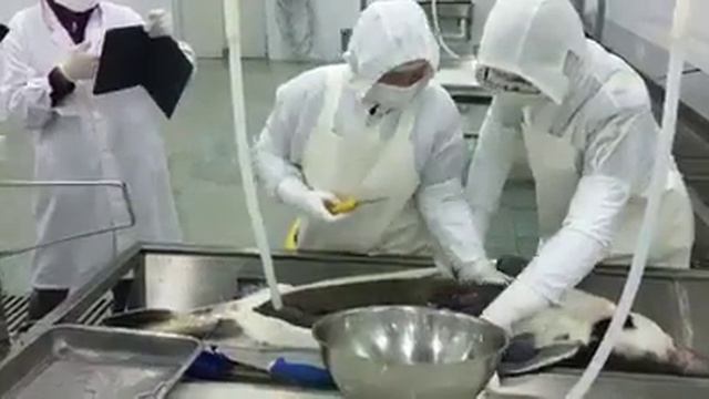 Caviar Beluga Iran | Rich Black Cavier смотреть онлайн