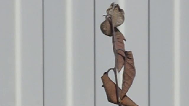 Мушмула и айва перезимовали в Подмосковье смотреть онлайн