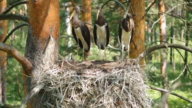 Птенцы чёрного аиста смотреть онлайн