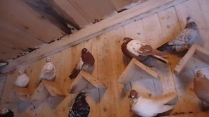 Свердловские высоколетные голуби.Кушва