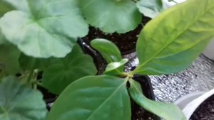 Как вырастить хурму из косточки. Мой опыт