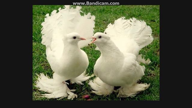 TOP 4 факта о жывотных смотреть онлайн