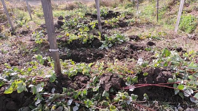 Укрытие малины на зиму. Обрезка малины перед укрытием смотреть онлайн
