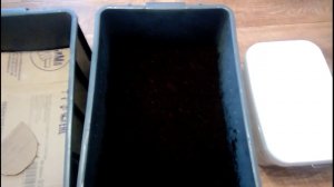 Дендробена. От кокона до маточника 3 недели