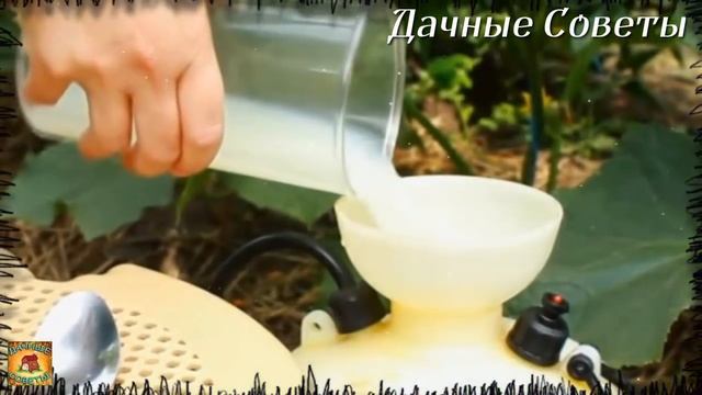 Желтеют листья огурцов Всё исправила в момент Вот теперь урожай девать некуда Средство от пожелтени