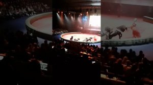 В цирке лев напал на людей всем смотреть