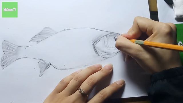 How to Draw a Perch, Pencil Art