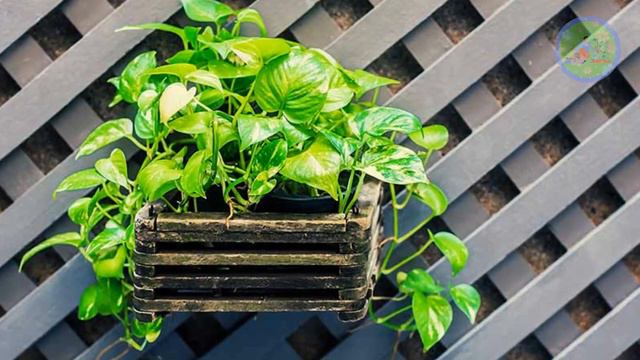 Low Light Hanging Indoor Plants that thrive in artificial lights in dark rooms