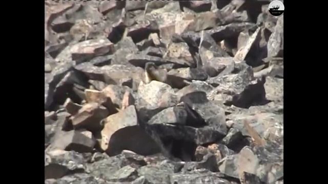 Черношапочный сурок (сахалыы Таарбаҕан) // Black-capped groundhog (In Yakut Taarbagan) смотреть онлайн