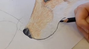 Как нарисовать животных. Рисуем лису. Цветными карандашами . Пошагово.Come dipingere gli animali.