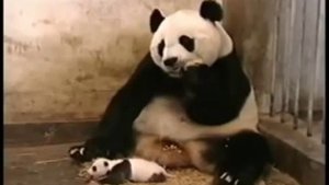 Малыш панды чихнул, а мама подпрыгнула  от неожиданности