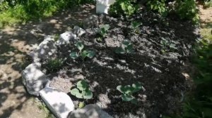 Съедобные сорняки. Учимся выживать.