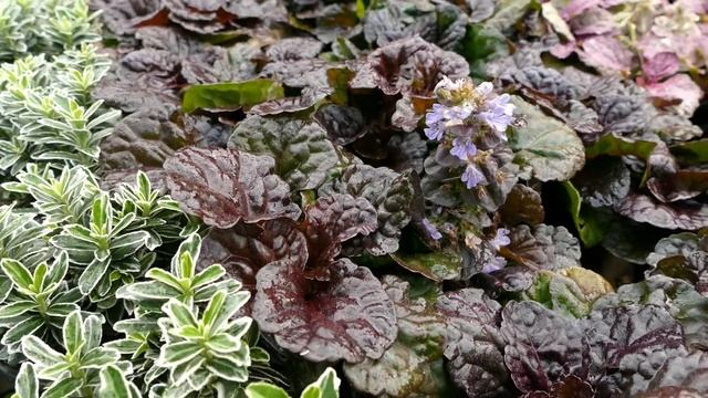 Ajuga reptans 'Black Scallop' смотреть онлайн