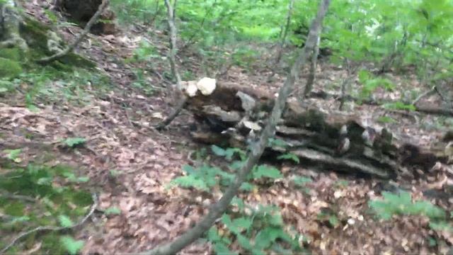 Грибы в лесу- Ежовик коралловидный (Hericium coralloides) смотреть онлайн