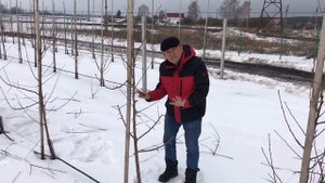 Формировка молодых деревьев в ООО "Агрофирма"СадМашСервис"