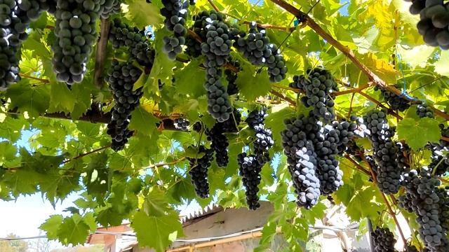 Виноград для вина.