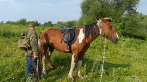 Небольшой влог. Заготовка вишни. Жеребец// Жизнь в деревне
