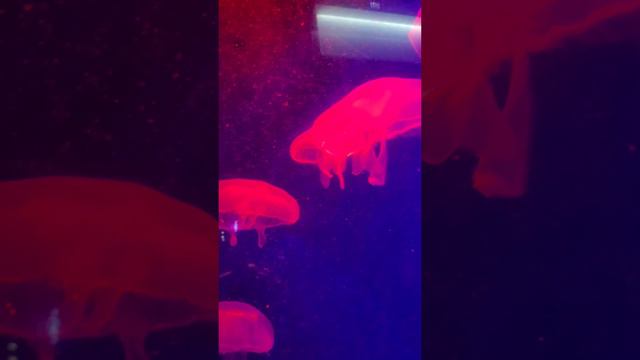 Медузы смотреть онлайн