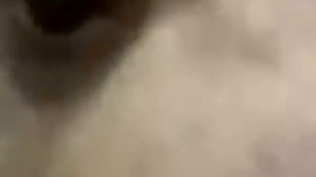 Медведь чихает)Смешные видио про животных. смотреть онлайн