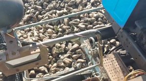 Уборка сахарной свеклы 2020. Погрузка свеклы СПС 4.2