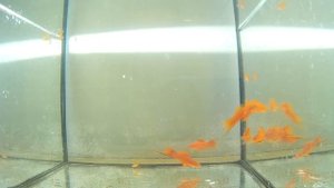 #145 МЕЧЕНОСЦЫ. СОДЕРЖАНИЕ И РАЗВЕДЕНИЕ. Xiphophorus hellerii