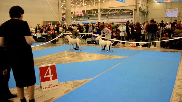 Аргентинский дог, Сравнение на ЛПП, Киев 21.04.12 смотреть онлайн