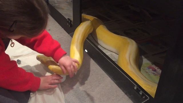 13ft Reticulated Python says hello to 6 year old смотреть онлайн