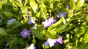 Барвинок вечнозелёный крупноцветковый.