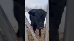 Уличное содержание КРС в зимний период. (порода Абердин-Ангус)