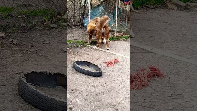 Bulgarian shepherd dog ??/Българско овчарско куче/Болгарская овчарка