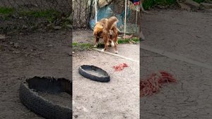 Bulgarian shepherd dog ??/Българско овчарско куче/Болгарская овчарка