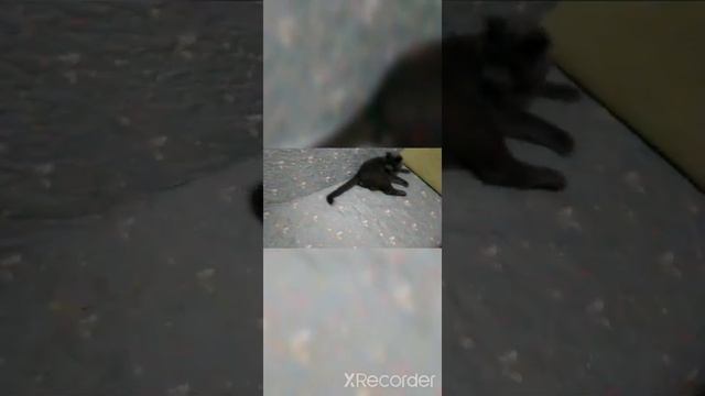 10 лайфхаков как содержать кота или котёнка. смотреть онлайн