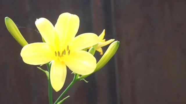 СЛОВНО СЕСТРЫ! Вот как выглядит мать Ирины Пеговой смотреть онлайн