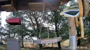 2021 Mar 24 Livestream bird feeding station. Ripley, Ontario Canada by AtHomeFriendlyTecGuy