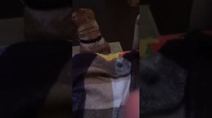 Как научить собаку  лаять