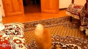 Кот играет в игру и боится