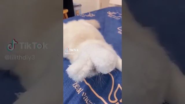 Смешные животные 🤣🤣🤣🤣 2023 год. смех до слёз. милые но смешные смотреть онлайн