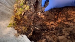 Переработка пищевых отходов с помощью домашних червей.