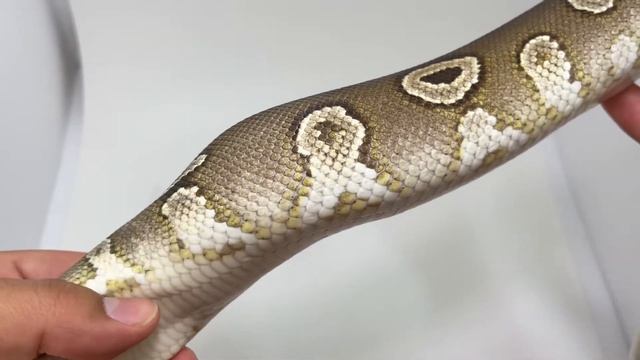 Quick Look At The CHOCOLATE MOJAVE Ball Python Morph!