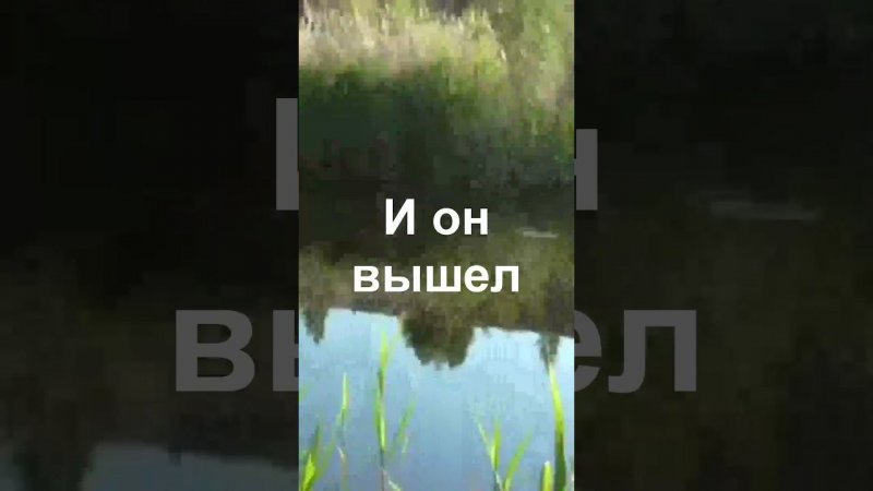 Карась завёл в тину Пришлось ждать, когда он выйдет