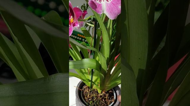 GVOS2020 | NoID Miltoniopsis смотреть онлайн