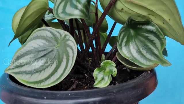 Watermelon Peperomia care|Peperomia plant care| How to propagate Watermelon Peperomia|Garden of Ede смотреть онлайн