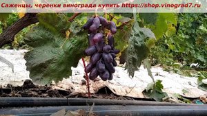 Виноград Сударь, первые сигнальные грозди на прививке. Пузенко Н.Л.